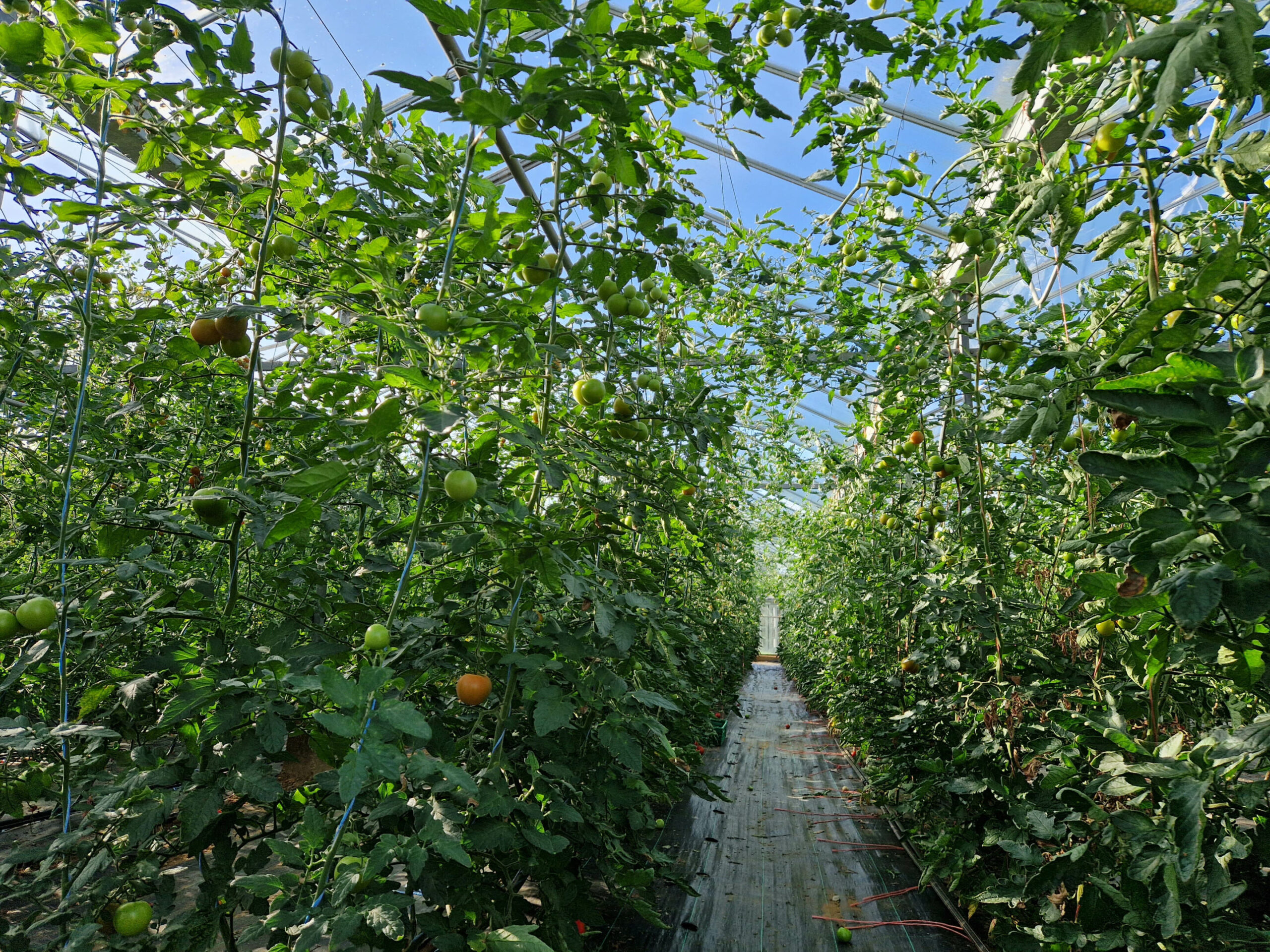 SFH on Tour – Virginia Nurseries