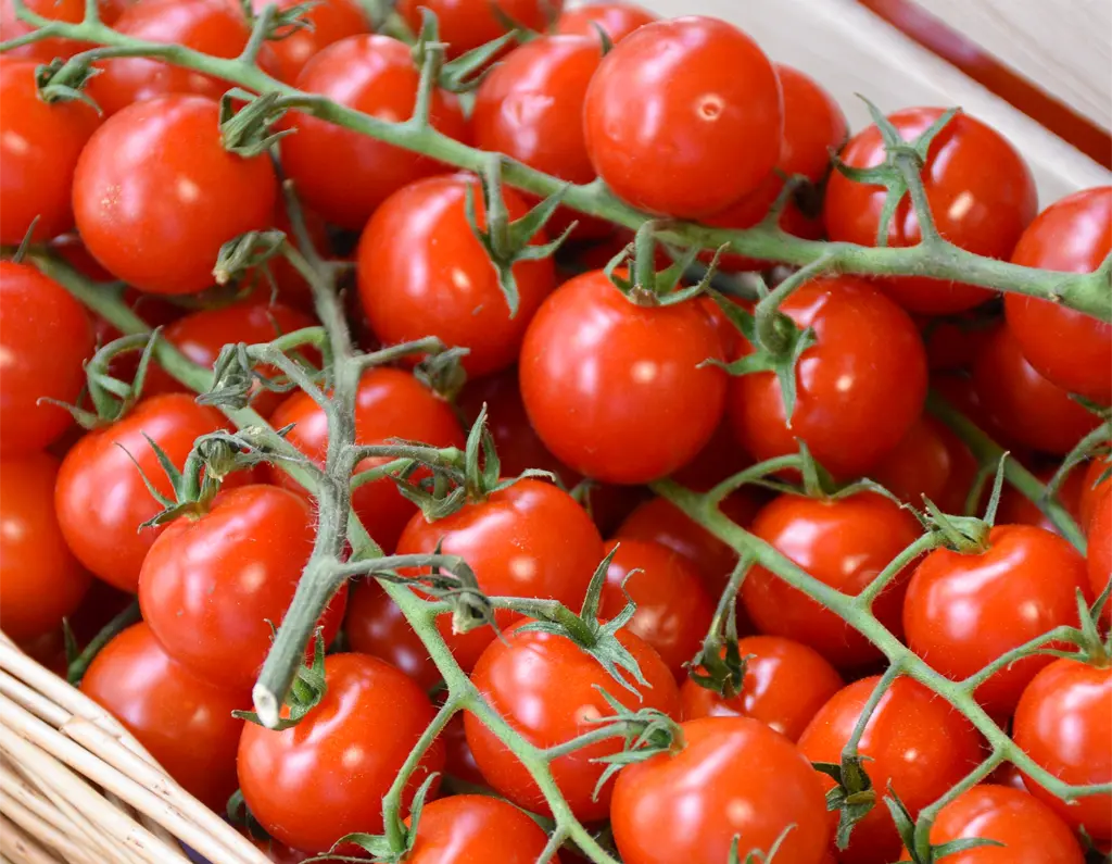Greengrocers - Tomatoes