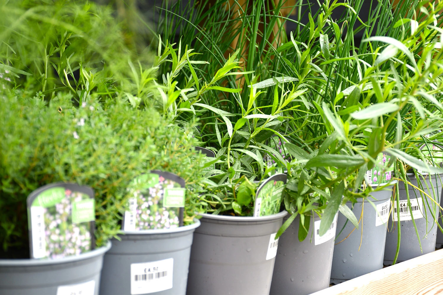 Herbs for sale at Suffolk Food Hall