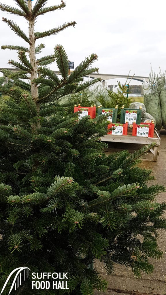 Christmas Trees are here!