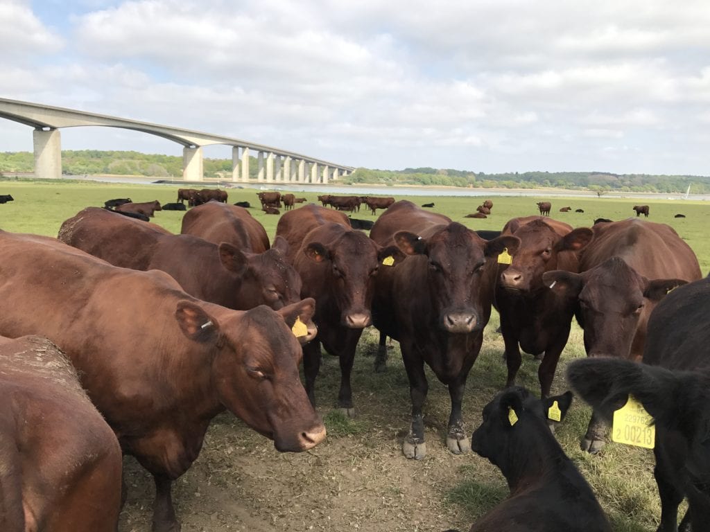 Food Fact – origin of our meat words