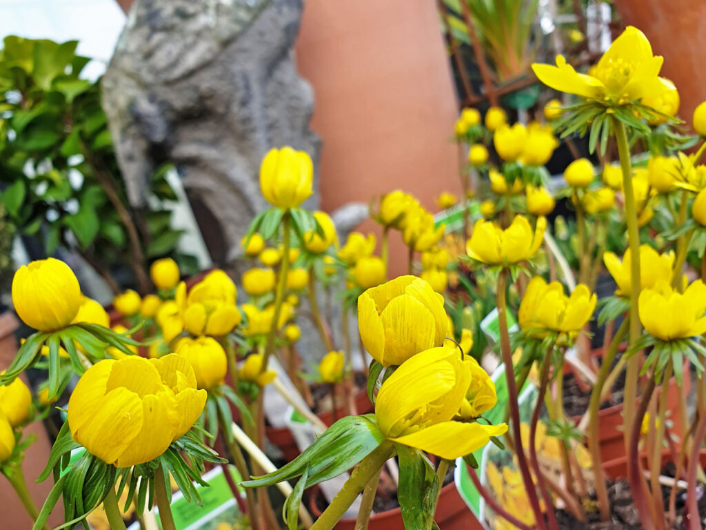 Gardening in March