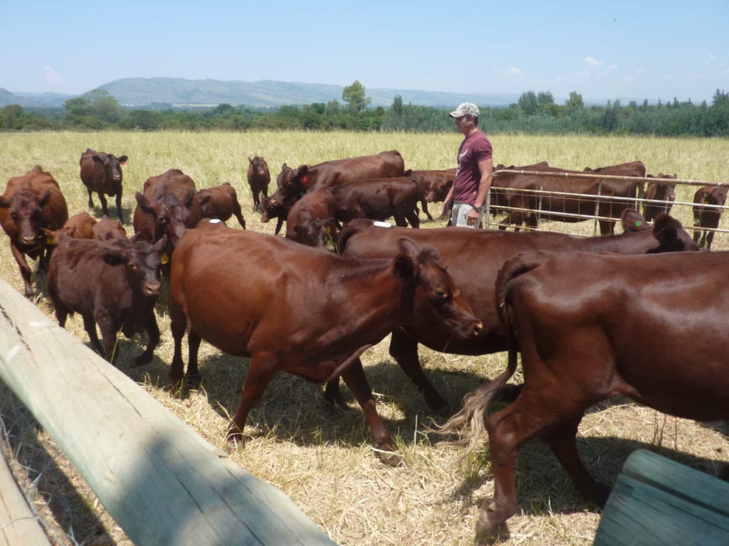 Our Red Polls take to the bushveld of South Africa