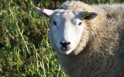Styngham Cottage Shotley Peninsula Lambs