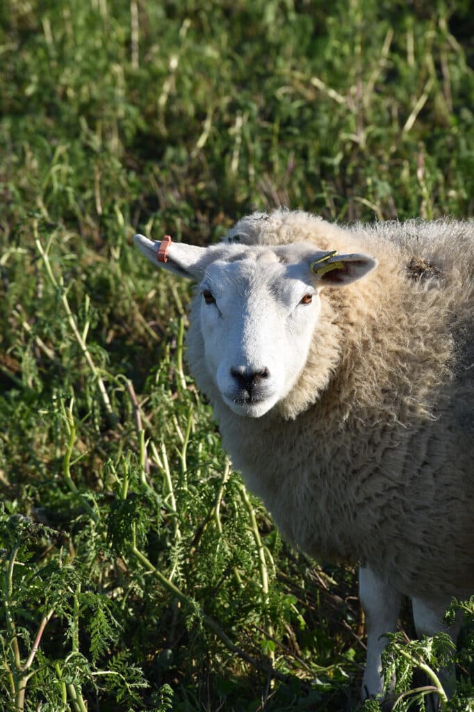 Styngham Cottage Shotley Peninsula Lambs