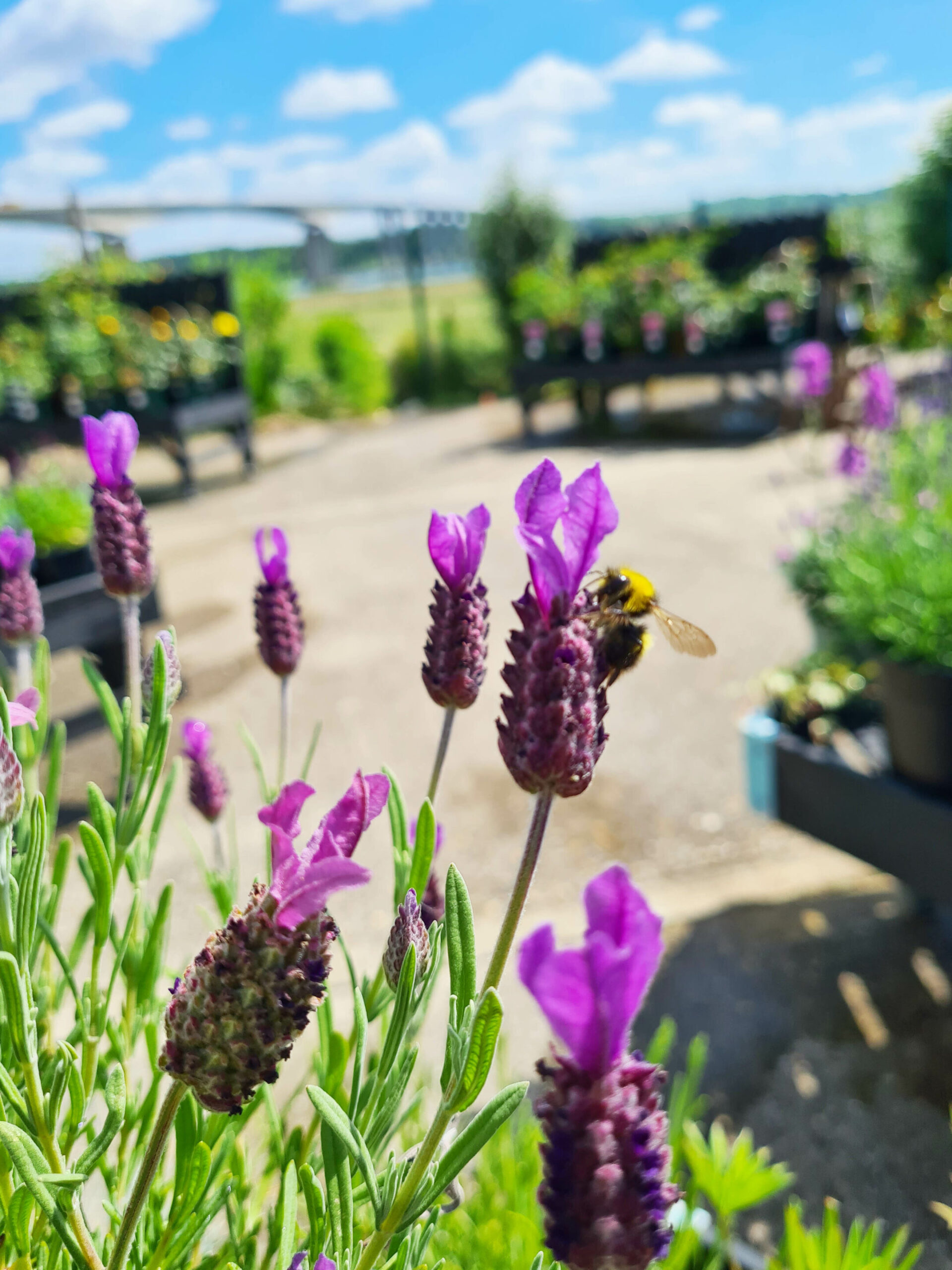 Bee-friendly in the garden