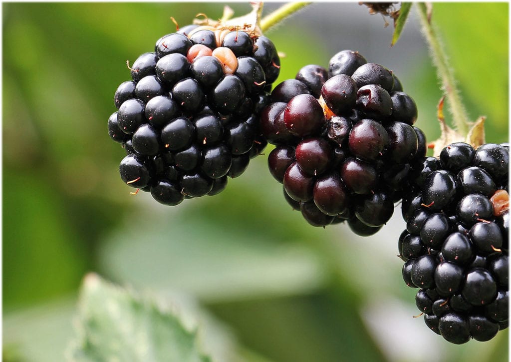 Autumn Foraging