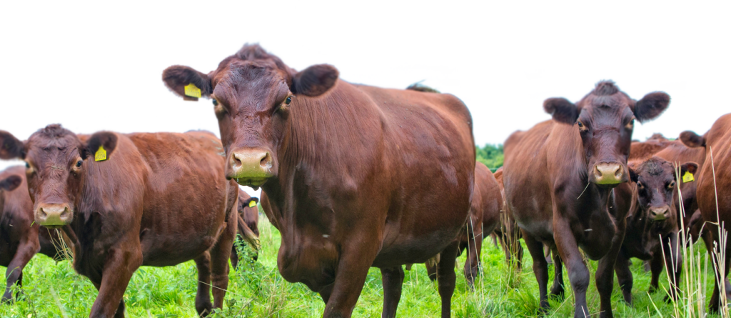 What is a Red Poll?
