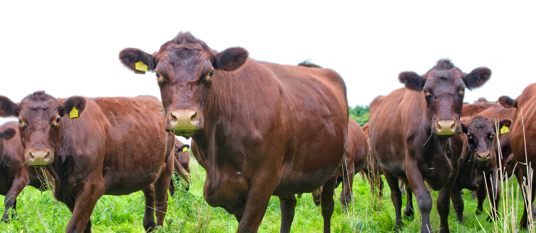 What is a Red Poll?